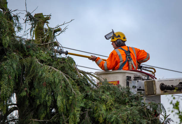 Reliable West Lafayette, OH Tree Care Solutions